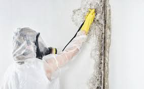 Best Mold Damage Restoration  in Alliae, NC